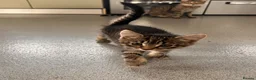 Mixed Breed cats for sale: Kittens  - Advert 6