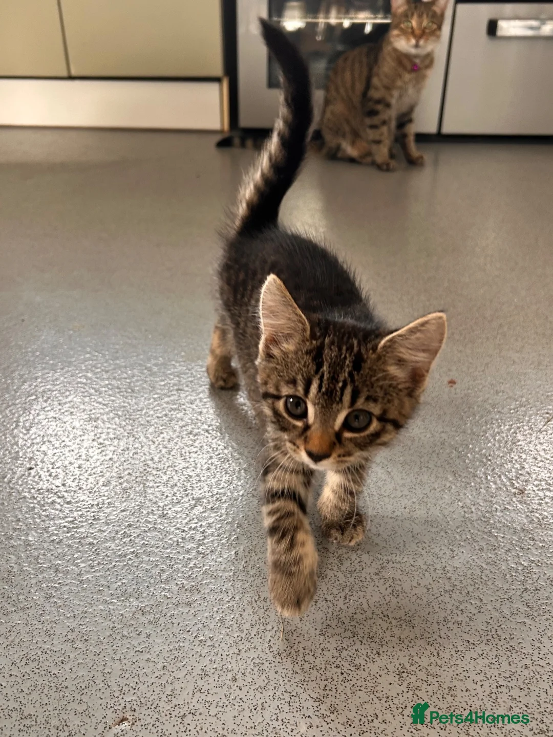 Mixed Breed cats for sale: Kittens  - Advert 6