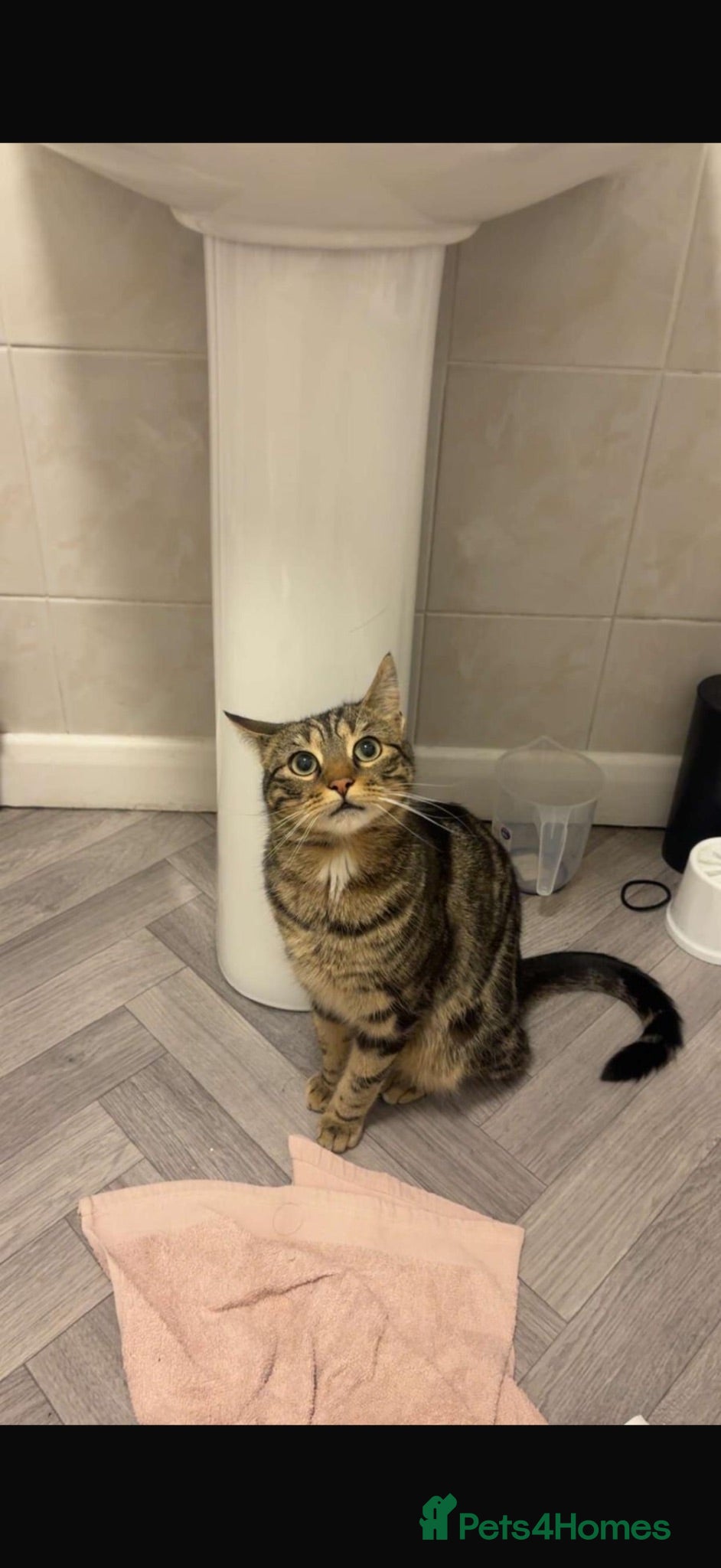 Mixed Breed cats Neutered Male Cat - Lychee - Advert 2