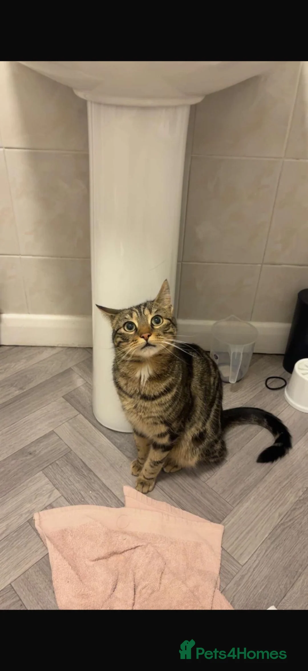 Mixed Breed cats for sale: Neutered Male Cat - Lychee in Preston - Advert 1