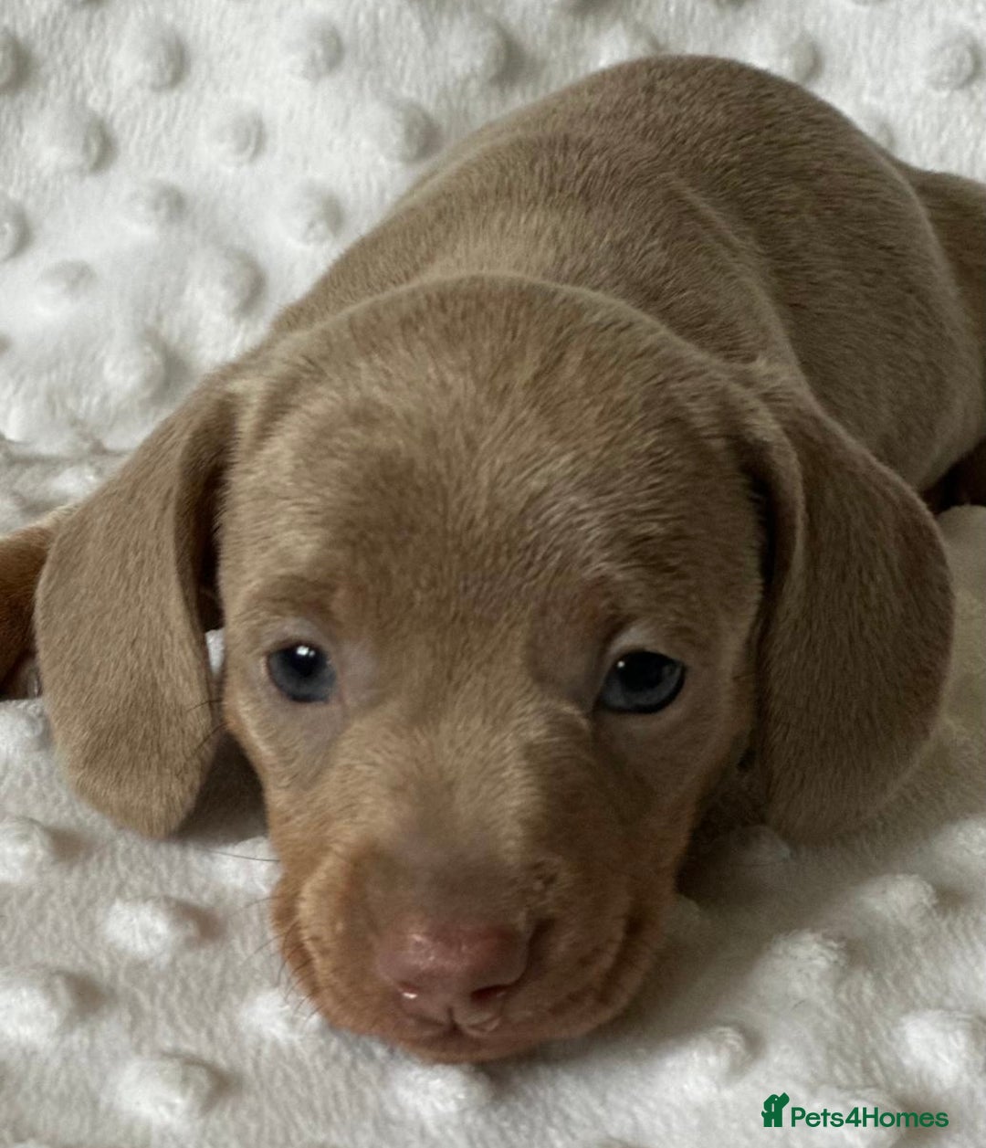 Miniature Dachshund dogs for sale: KC Miniature Isabella Dachshunds PRA Clear - Image 3
