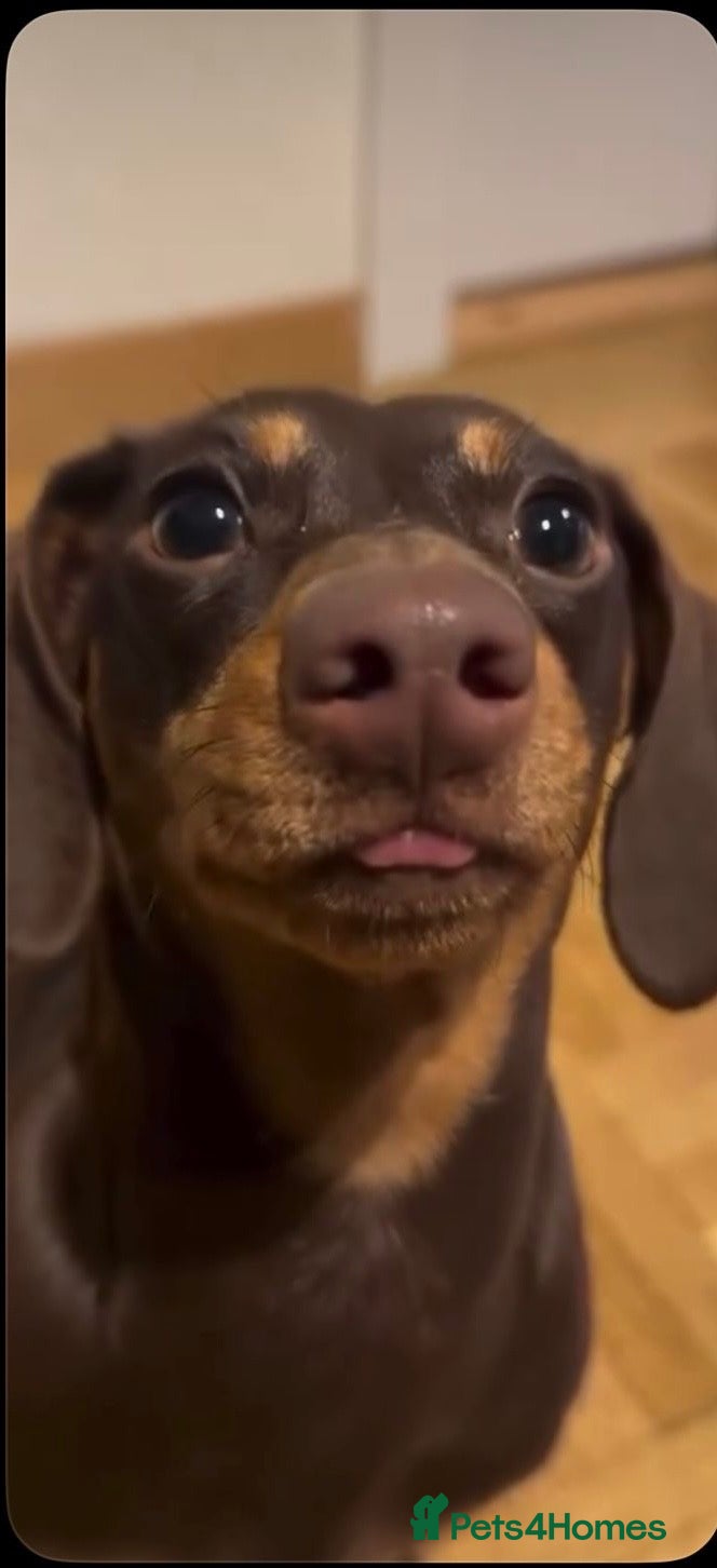 Miniature Dachshund dogs Miniature Dutch hound - Advert 1