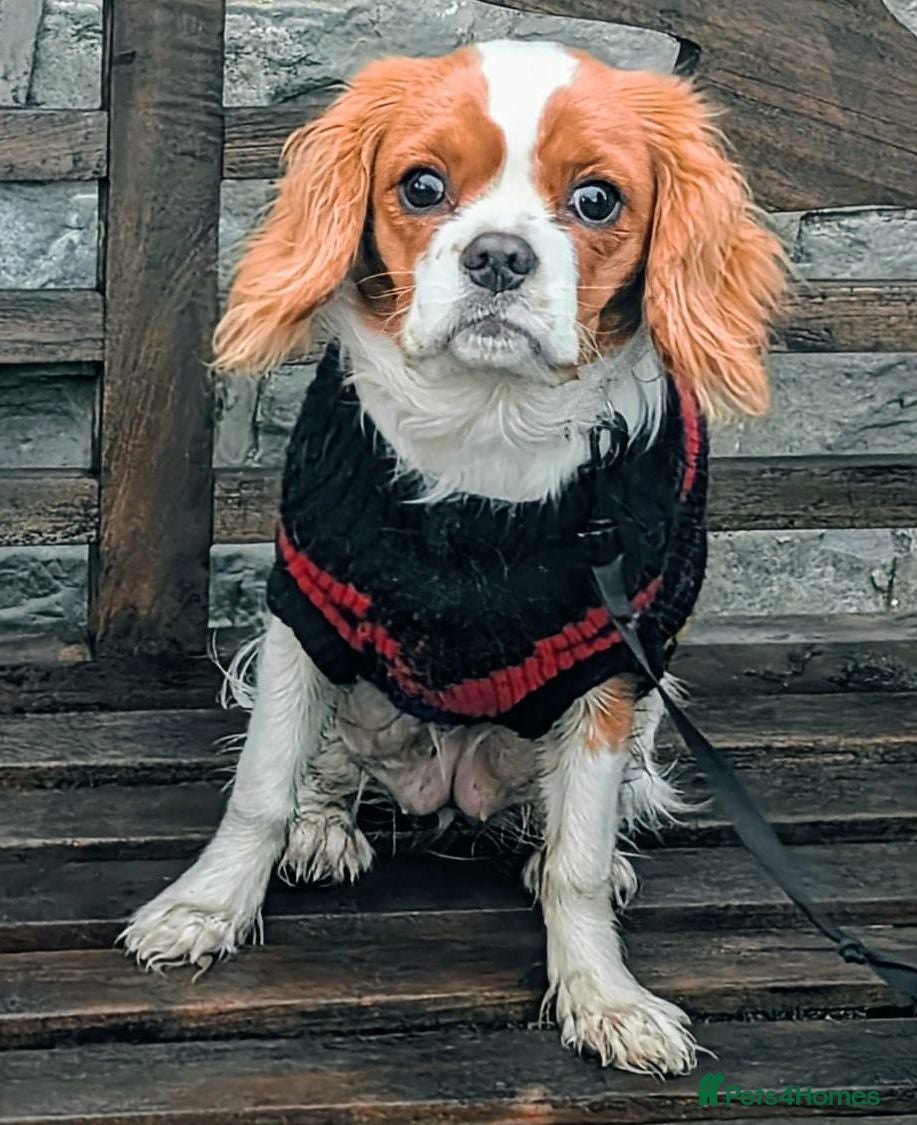 Cavalier King Charles Spaniel dogs 1 year old Cavalier King Charles Spaniel  - Advert 2