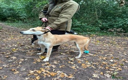 Lurcher dogs for sale: 12 month old Lurcher Bitch  - Advert 4