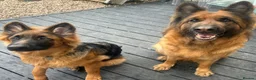 German Shepherd dogs for sale: 6 Month old GSD Puppy - Advert 2