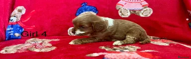 Cavapoo 4