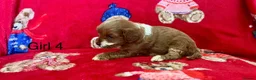 Cavapoo dogs for sale: 🐶 stunning F1B Cavapoos🐶 - Advert 6