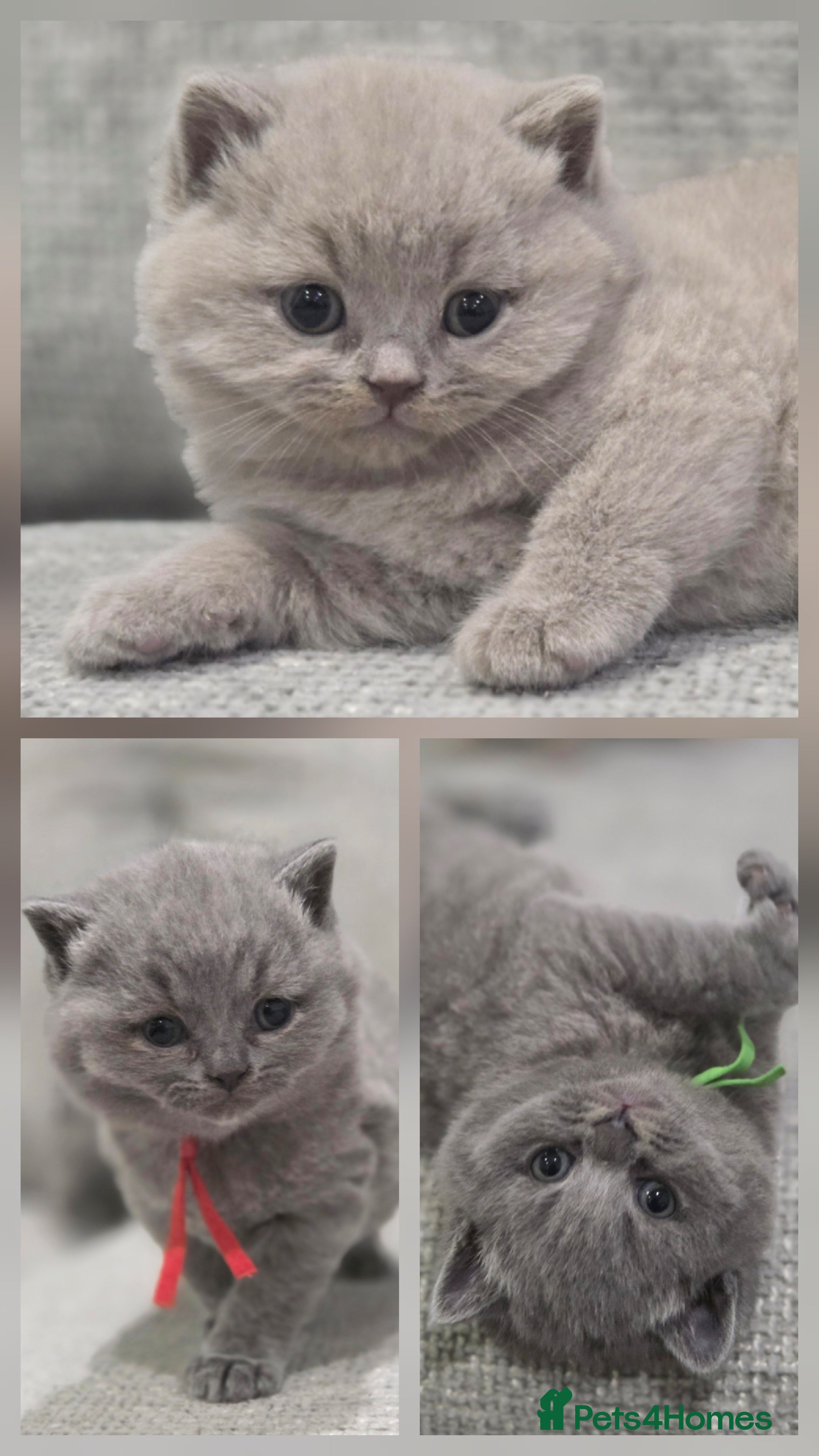 British Shorthair cats Gorgeous Pure Breed British shorthair kittens  - Advert 3