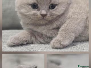 British Shorthair cats Gorgeous Pure Breed British shorthair kittens - Advert 3
