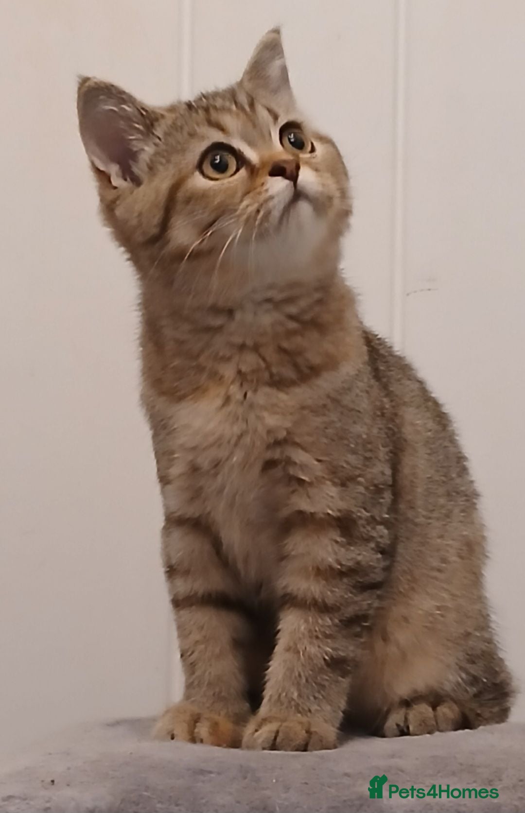 British Shorthair cats British Shorthair & Longhair Kittens - Advert 1