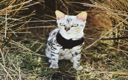 Bengal cats for sale: Bengal Kittens Tica Registered  - Image 22