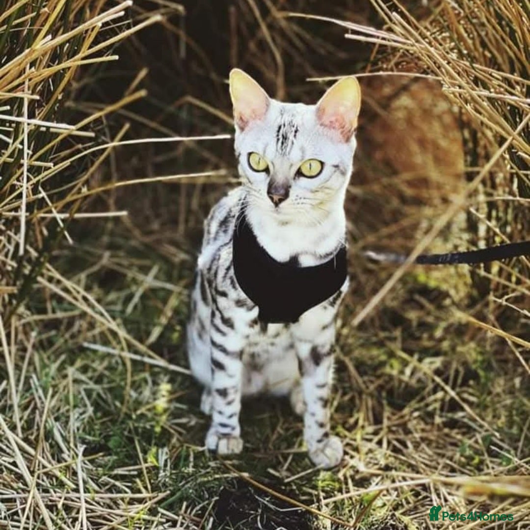 Bengal cats for sale: Bengal Kittens Tica Registered  - Image 22