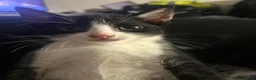 Mixed Breed cats for sale: Tuxedo kittens  - Advert 6