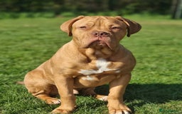 Dogue De Bordeaux dogs for sale: Dogue de bordeaux - Image 1
