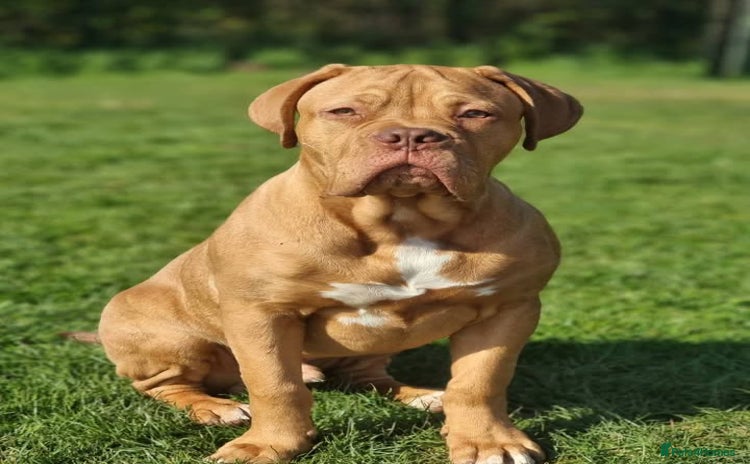 Dogue De Bordeaux dogs - Advert 1