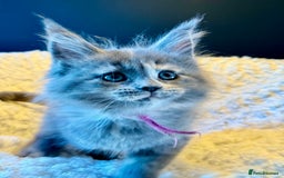 Maine Coon cats for sale: TICA Ginger, Red & Blue Tortie Maine Coon  - Image 8