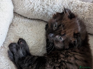 Scottish Fold cats - Advert 17