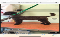 Toy Poodle dogs for stud: Parti Toy Poodle KCregistered PRA PRCD NEG proven - Image 6