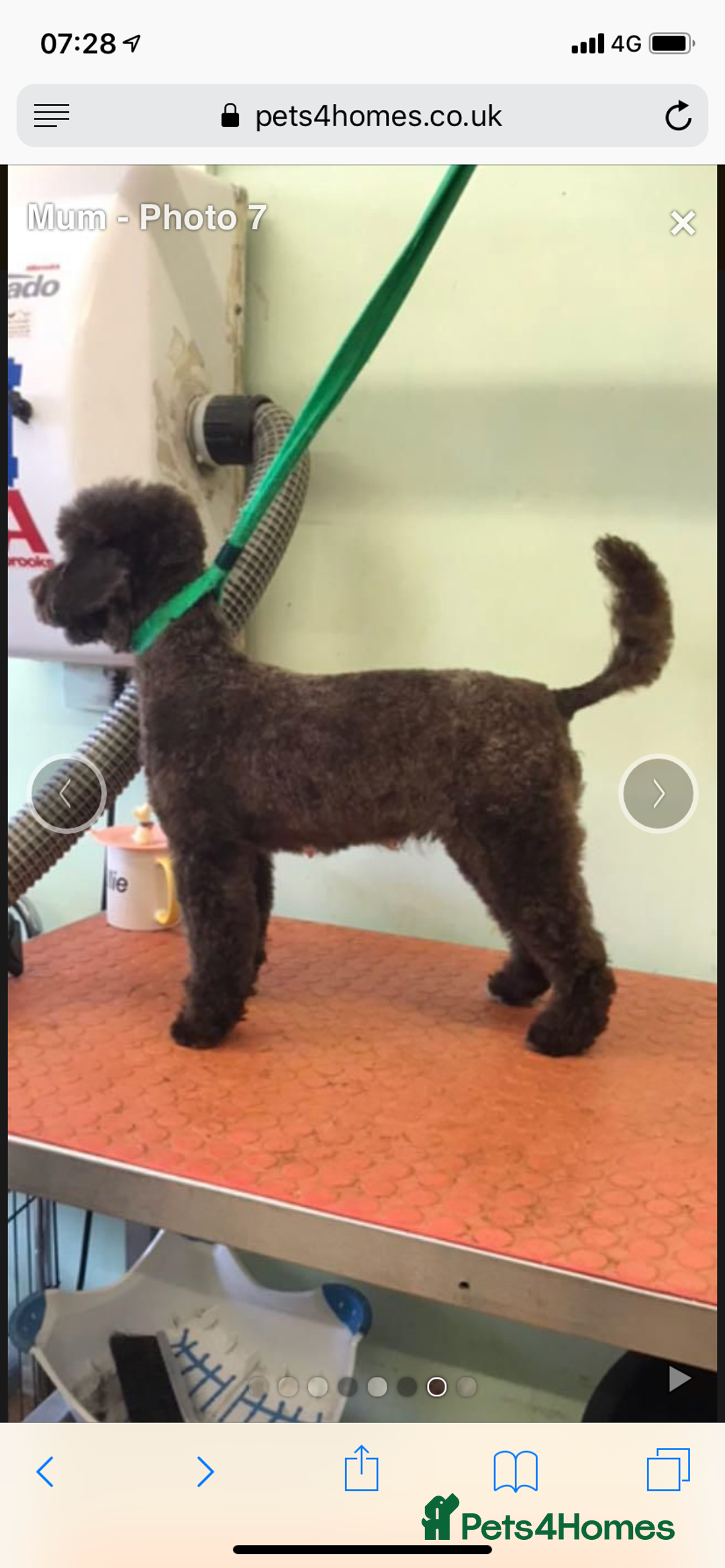Toy Poodle dogs for stud: Parti Toy Poodle KCregistered PRA PRCD NEG proven - Image 6