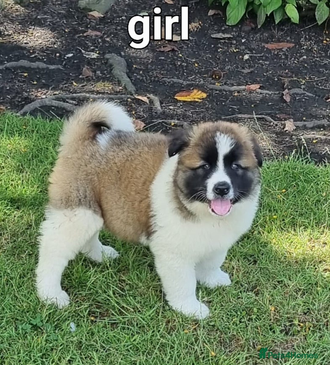 Akita dogs for sale: Akita pup READY in Sunderland - Image 5