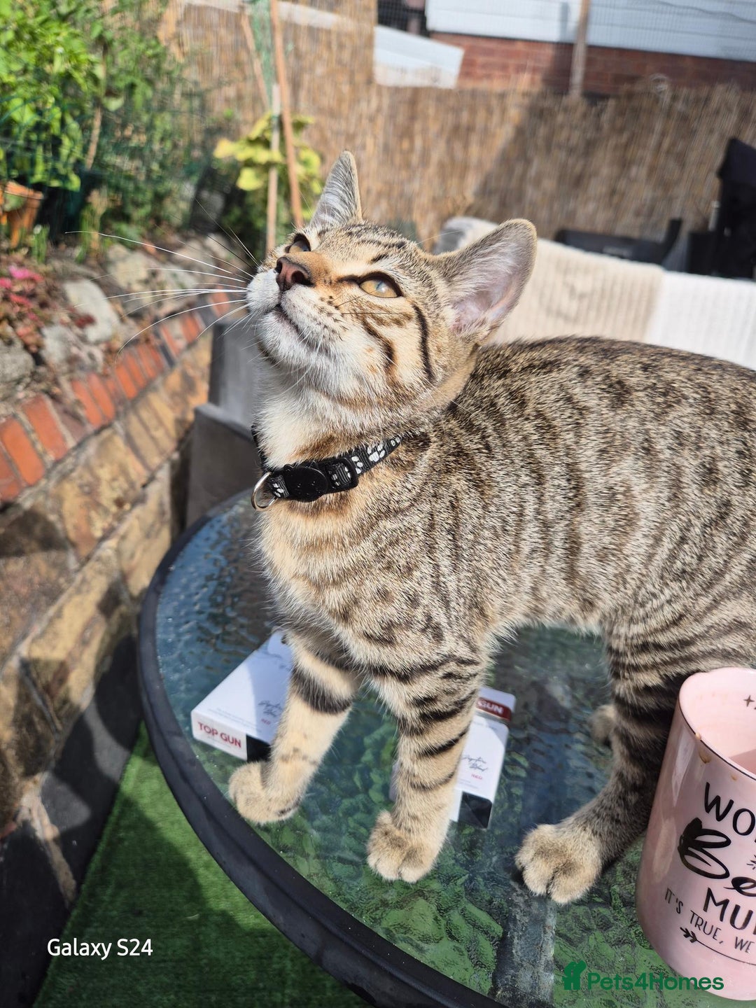 Mixed Breed cats for sale: Beautiful girl kitten  - Image 3