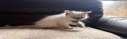 Ragdoll cats for sale: Six beautiful ragdoll kittens - Advert 7
