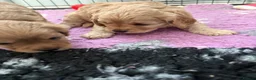 Cavapoo dogs for sale: Cavapoos health tested parents - Advert 14