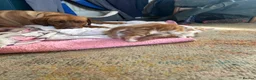 Mixed Breed cats for sale: Ginger and white kittens for sale - Advert 11