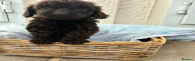Cockapoo 3