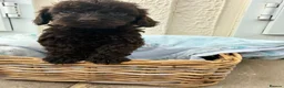 Cockapoo dogs for sale: Beautiful F1b cockapoo puppies  - Advert 4