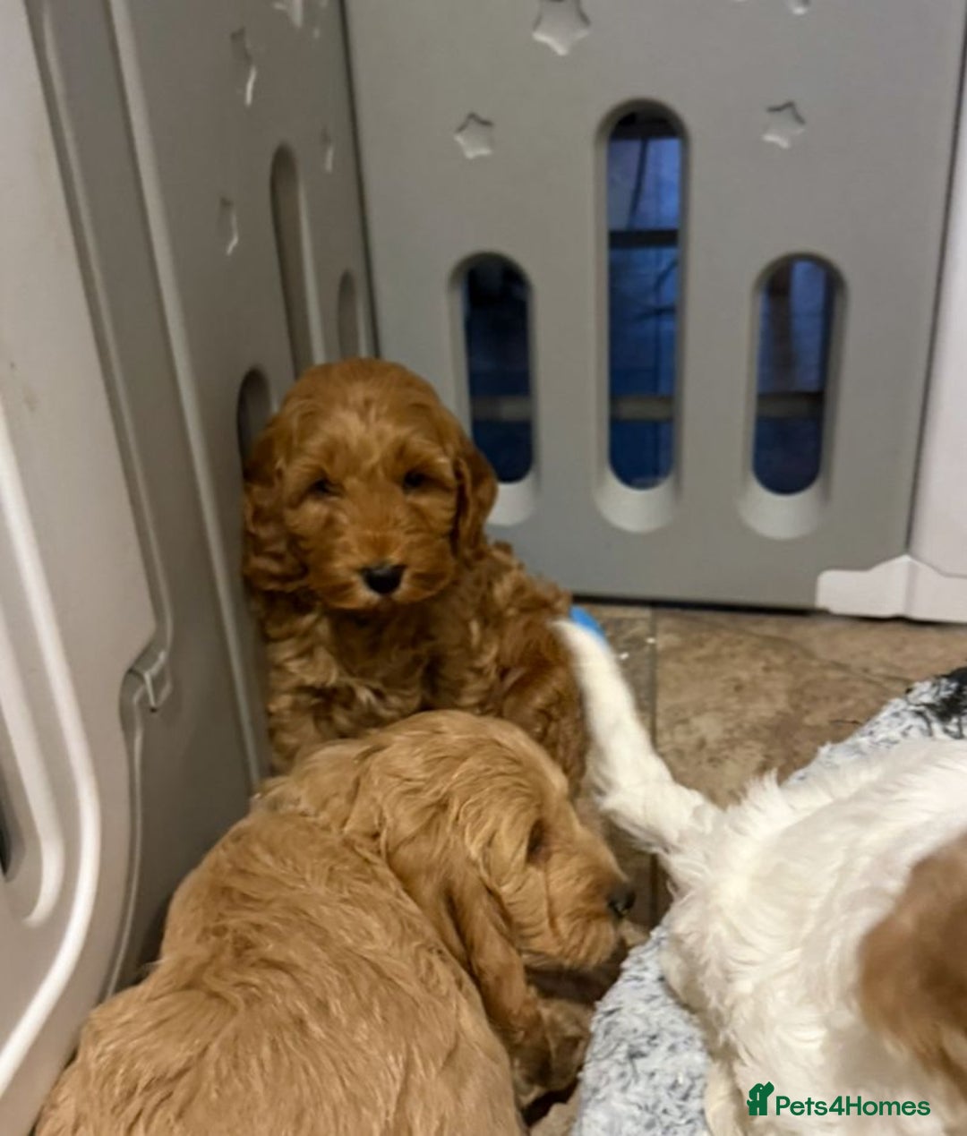 Cockapoo dogs for sale: Quality Cockapoo Puppies - Advert 13