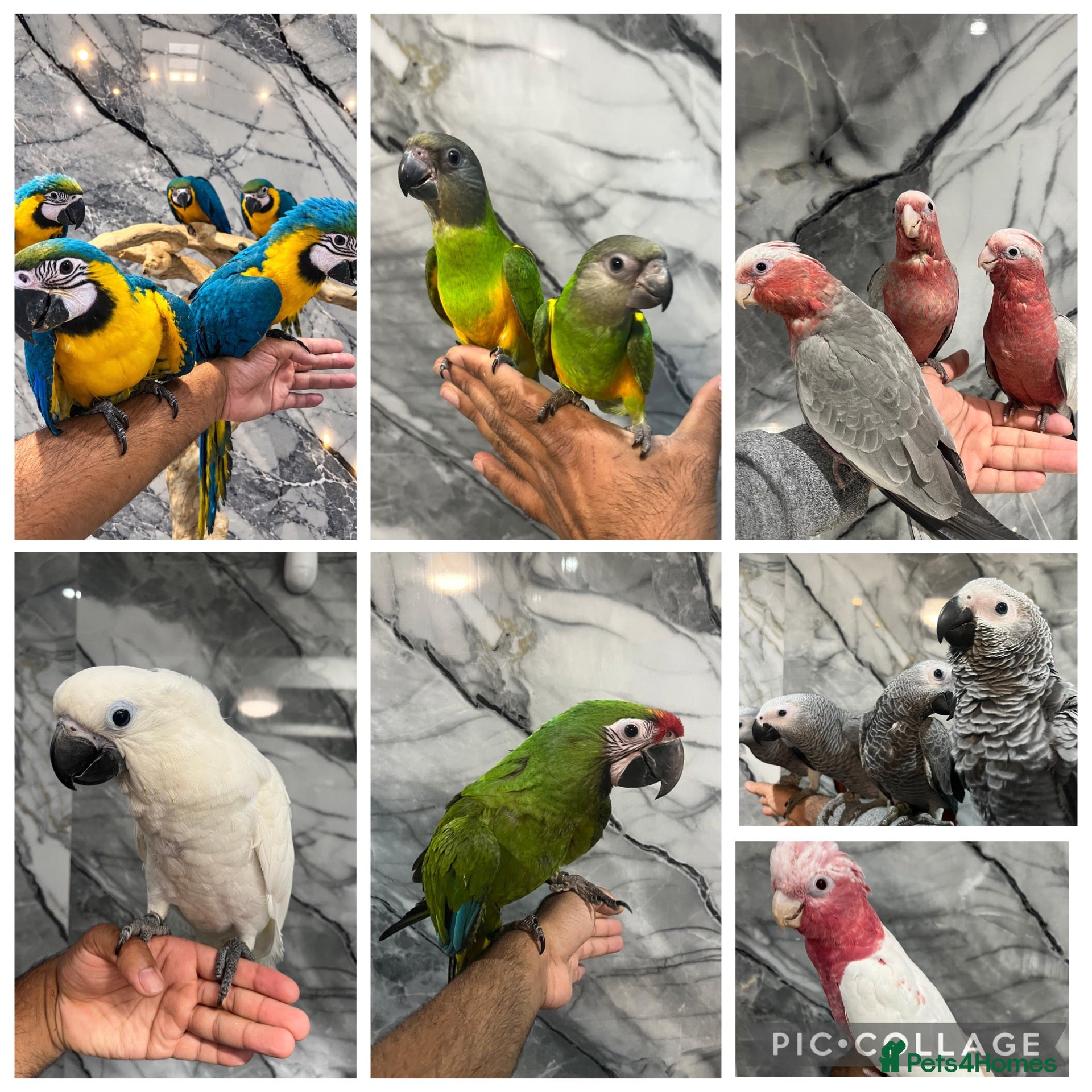 Mixed Breed birds for sale: Stunning Selection Baby HandReared Loving Parrot - Advert 1