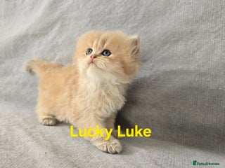 British Shorthair cats Pedigree golden British shorthair and longhair - Advert 8