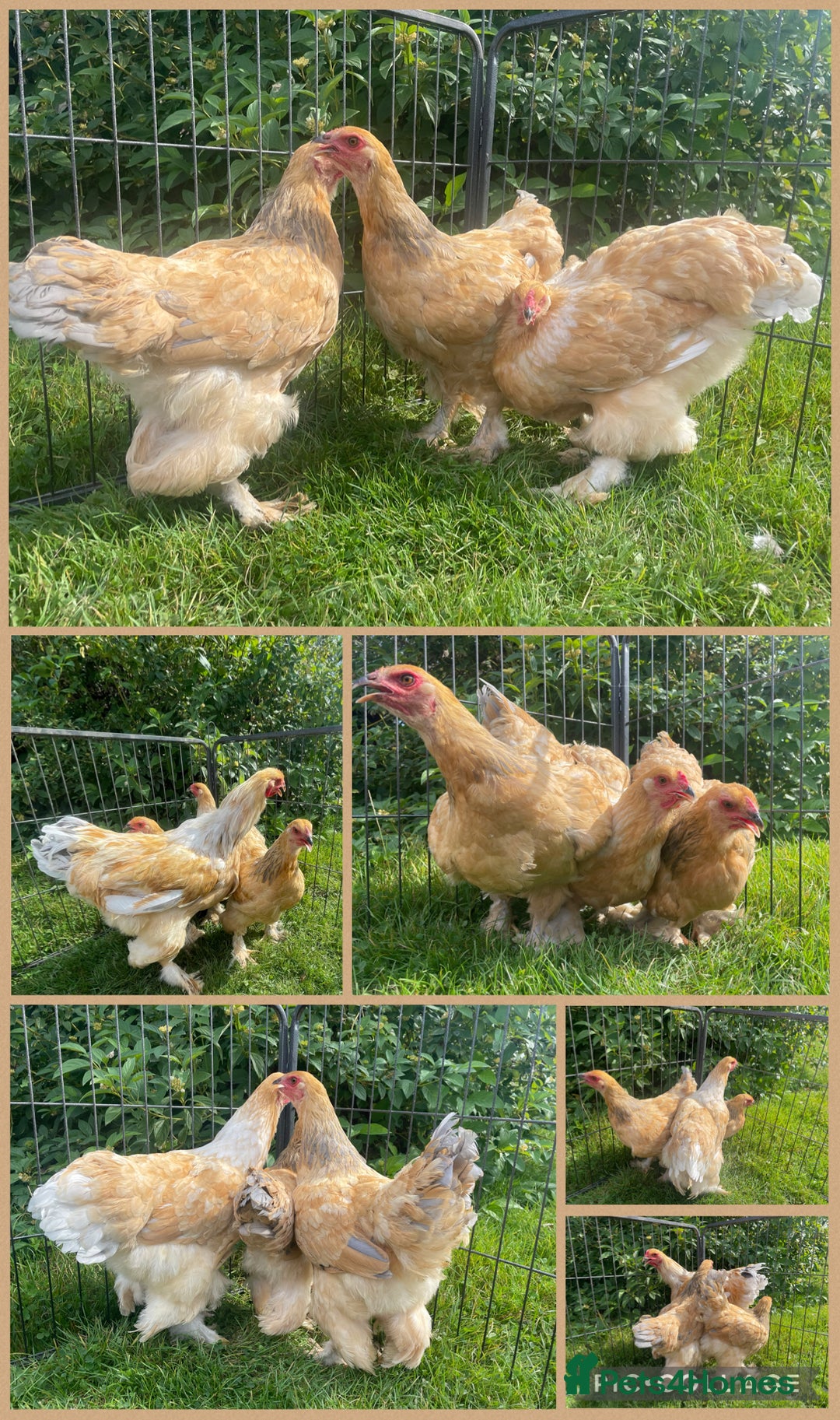 Chickens poultry for sale: Dark silver bantam Brahma - Image 2