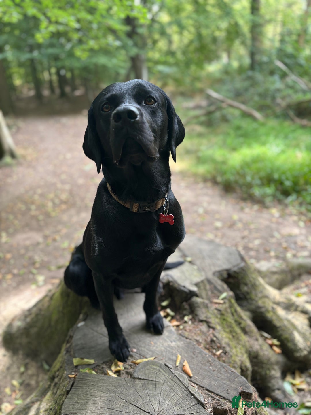 Labrador Retriever dogs for stud: Gentle Police-Trained Labrador Stud - Advert 11