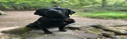 Labrador Retriever dogs for stud: Gentle Police-Trained Labrador Stud - Advert 11