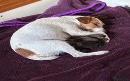 Mixed Breed dogs for sale: 2 absolutely gorgeous Shih tzu x Jack Russell  - Image 4