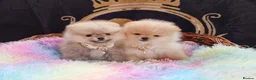Pomeranian dogs for sale: Luxury Pomeranian puppies for sale!!! - Advert 5