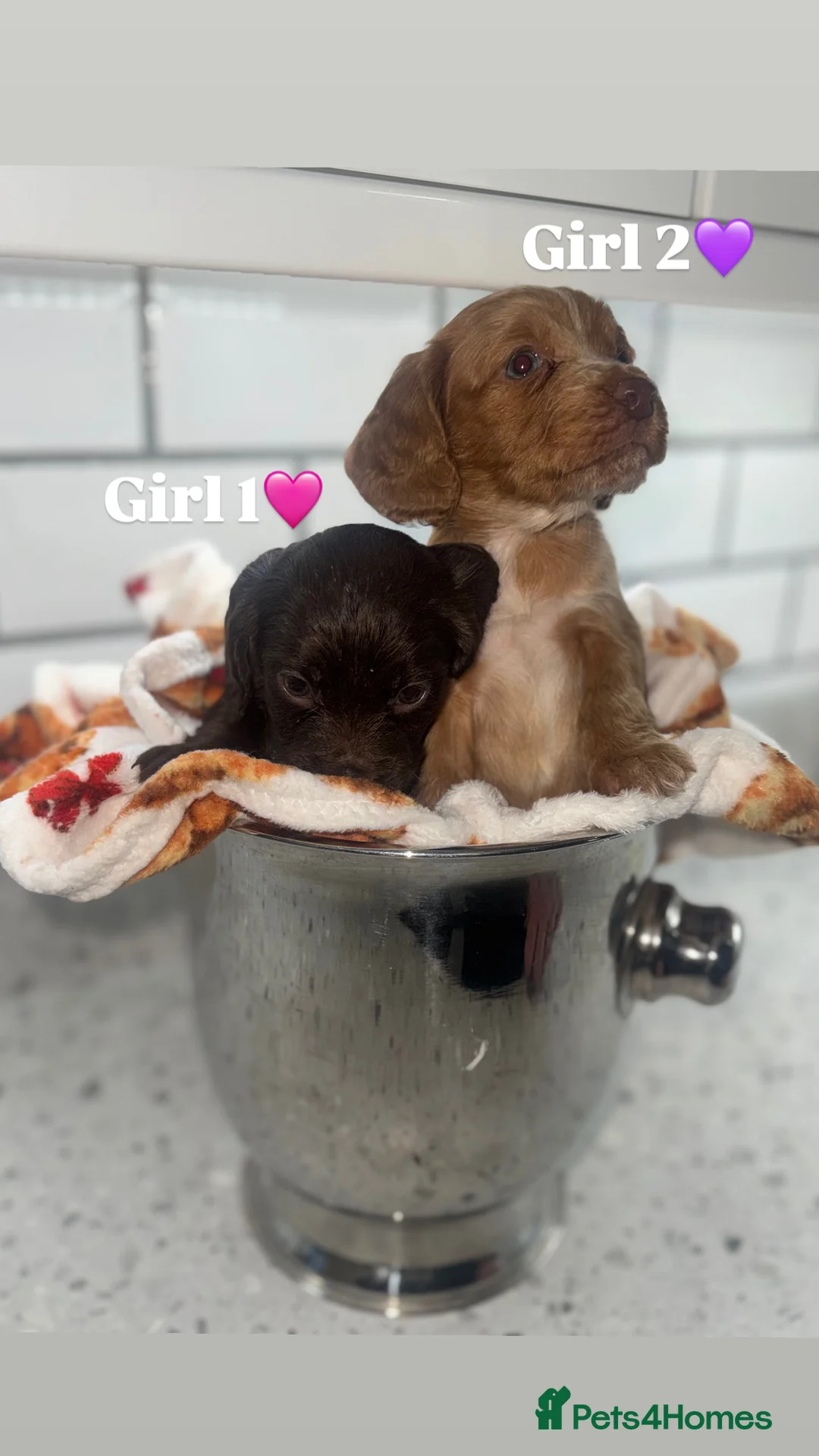 Cocker Spaniel dogs for sale: Cocker Spaniel Puppies.  - Advert 9