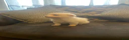 Pomchi dogs for sale: Beautiful Pomeranian cross  Chihuahua female puppy - Advert 4