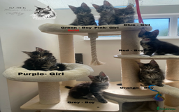 Maine Coon cats for sale: Xxl Maine coons  - Image 1