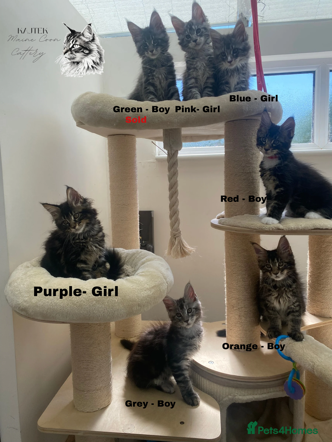 Maine Coon cats for sale: Xxl Maine coons  - Image 1