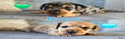 Mixed Breed dogs for sale: 7 Stunning Dorkie Puppies - Advert 2