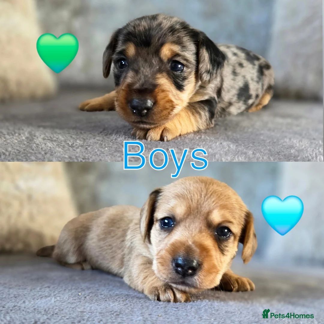 Mixed Breed dogs for sale: 7 Stunning Dorkie Puppies - Advert 2