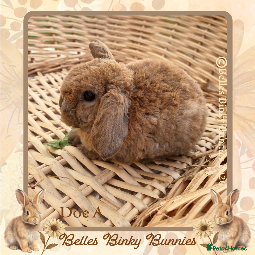 Mini Lop rabbits for sale: 🧡 Rare Stunning Plush Mini Lops 🧡 - Advert 22