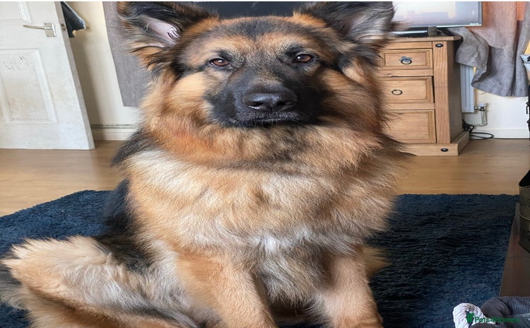 German Shepherd dogs - Advert 6