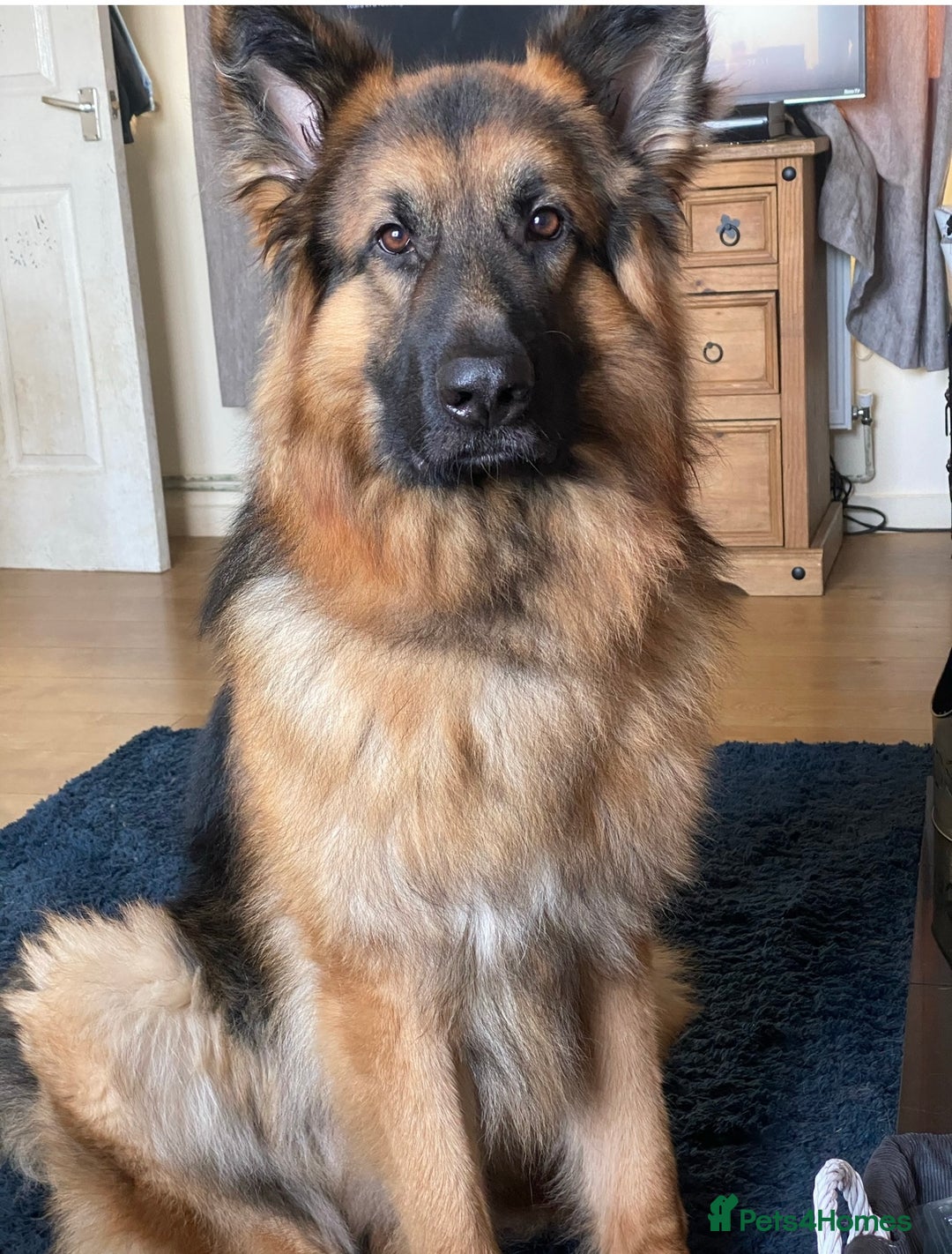 German Shepherd dogs for stud: German Shepherd For Stud - Image 1