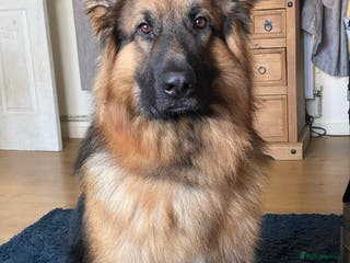 German Shepherd dogs for stud: German Shepherd For Stud - Advert 1