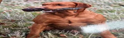 Labrador Retriever dogs for sale: KC REG FOX RED LABRADOR PUPPIES - Advert 5