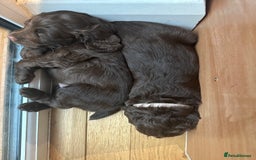 Sprocker dogs for sale: Adorable Sprocker Spaniel Puppies Ready 22nd Sept - Image 3